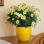 Saini With Air Conditioning